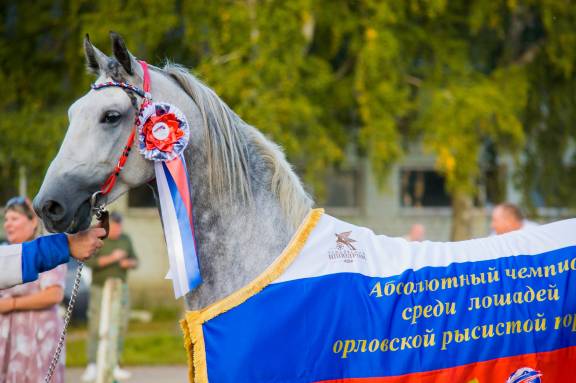 Праздник Орловского рысистого коннозаводства 