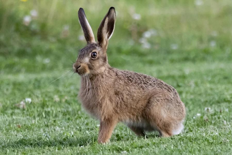 В Тамбовской области откроют сезон охоты на зайцев и бобров