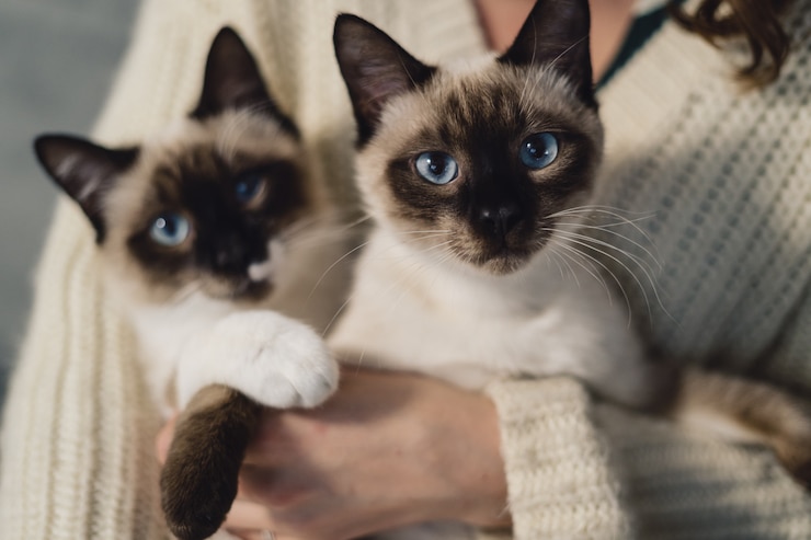 Учёные обнаружили способность "омикрона" заражать кошек и собак