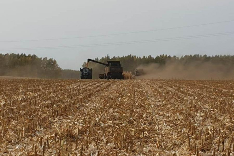 Тамбовские аграрии приступили к уборке урожая кукурузы