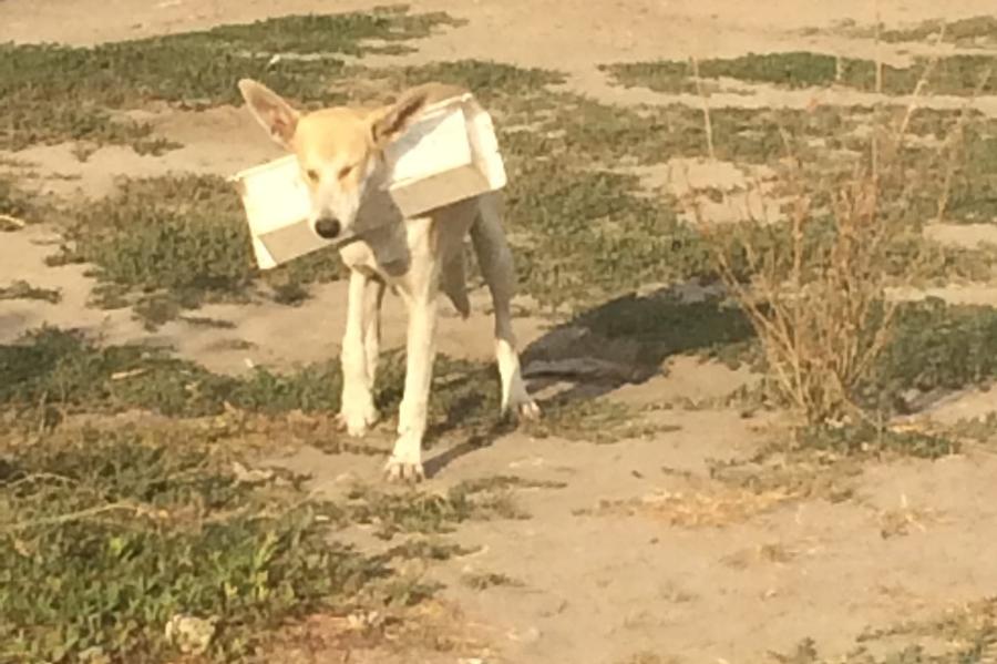 Волонтёры в Тамбове пытаются помочь собаке с пластиковым коробом на шее