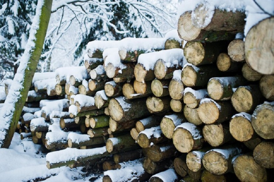 В Токарёвском районе двое мужчин незаконно вырубили 22 дерева