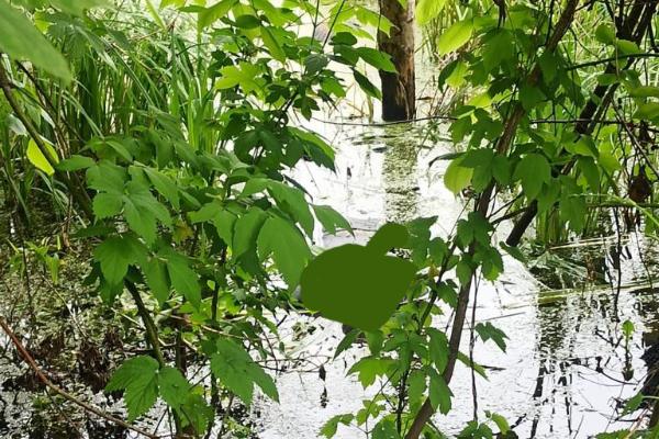 В водоёме в селе Бокино утонул 36-летний мужчина