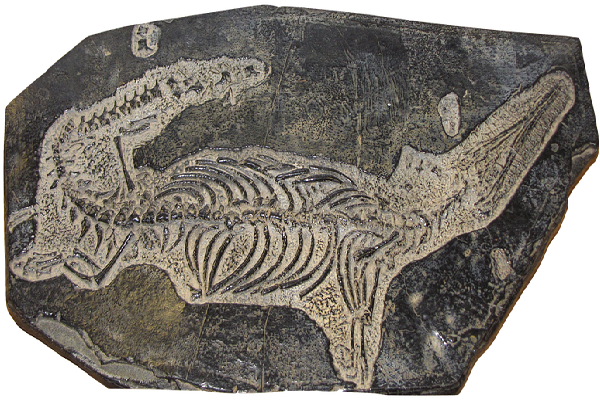 Учёные отправятся в Тамбовскую область для поисков останков древних рептилий