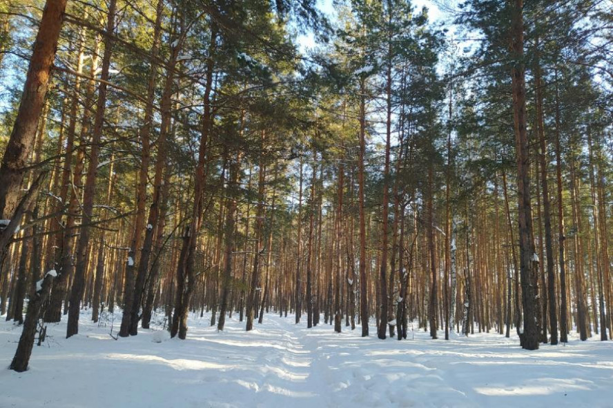 В тамбовском лесу застрелили косулю