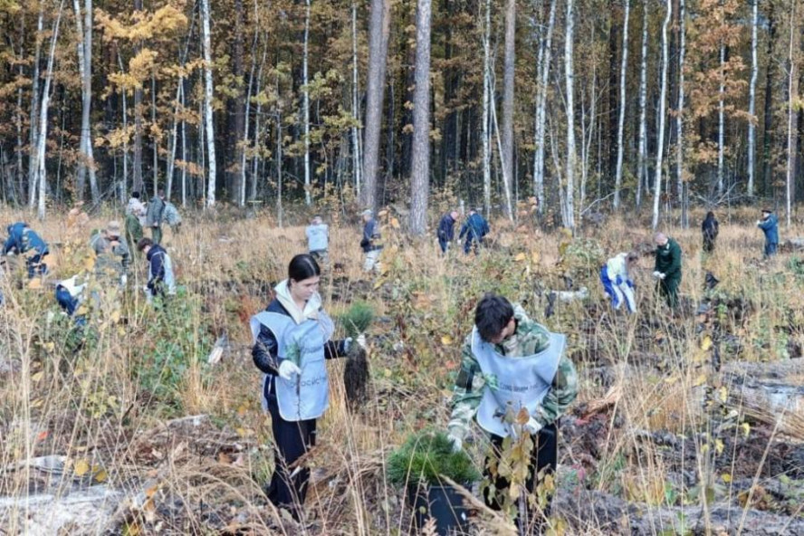 В Тамбовской области в лесах высадили более 8 тысяч саженцев сосны