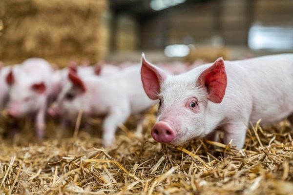 В Бондарском районе введен запрет на вывоз животных из очага африканской чумы свиней