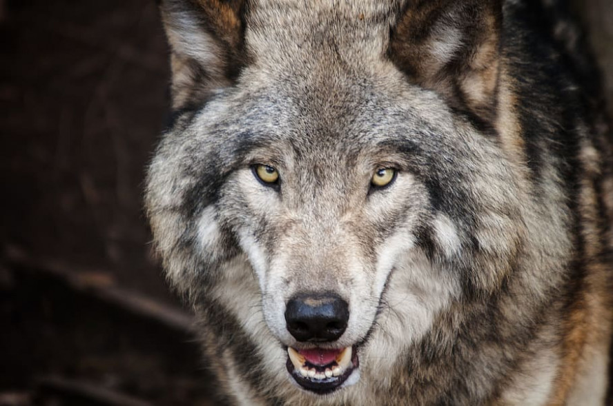 Экологи посчитали, сколько волков обитает в лесах Тамбовской области