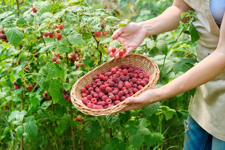 В хозяйствах Тамбовской области собирают урожай смородины, малины и вишни