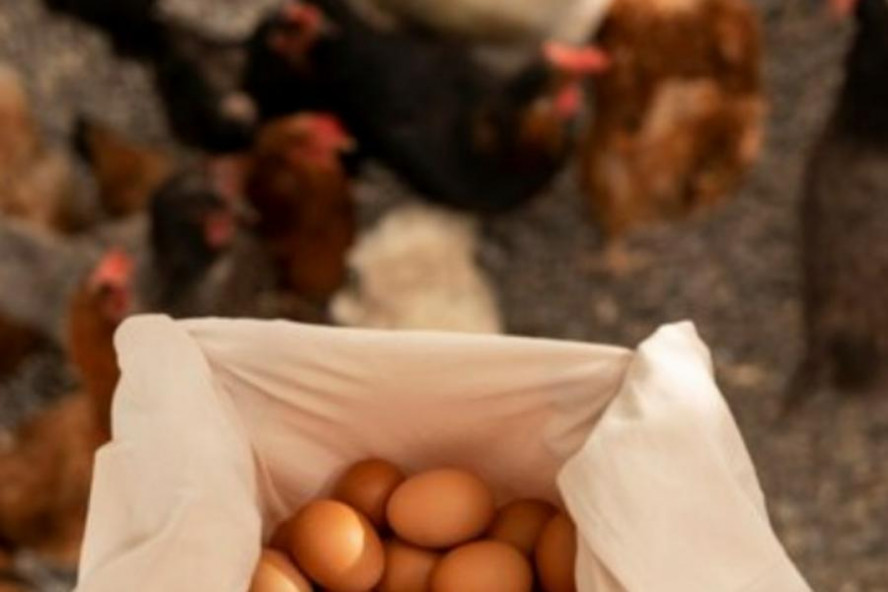 Куры снесли более 90 миллионов яиц в Тамбовской области за 9 месяцев