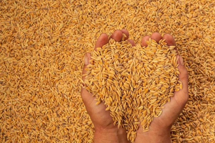 Тамбовское зерно нового урожая, отправляемое на экспорт, проходит проверку качества