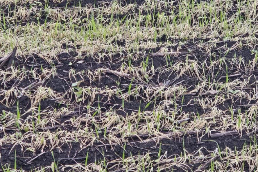 В Тамбовской области из-за заморозков погибли посевы гороха на полях
