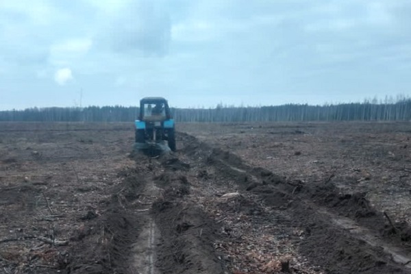 В лесхозах Тамбовской области готовят почву для весенней посадки деревьев