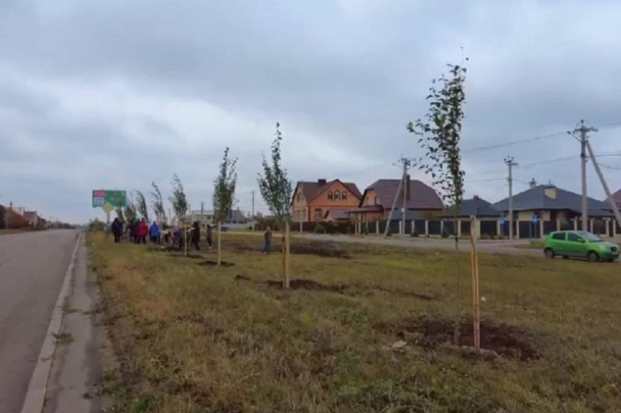 Власти Тамбова объявили осеннюю закупку саженцев деревьев