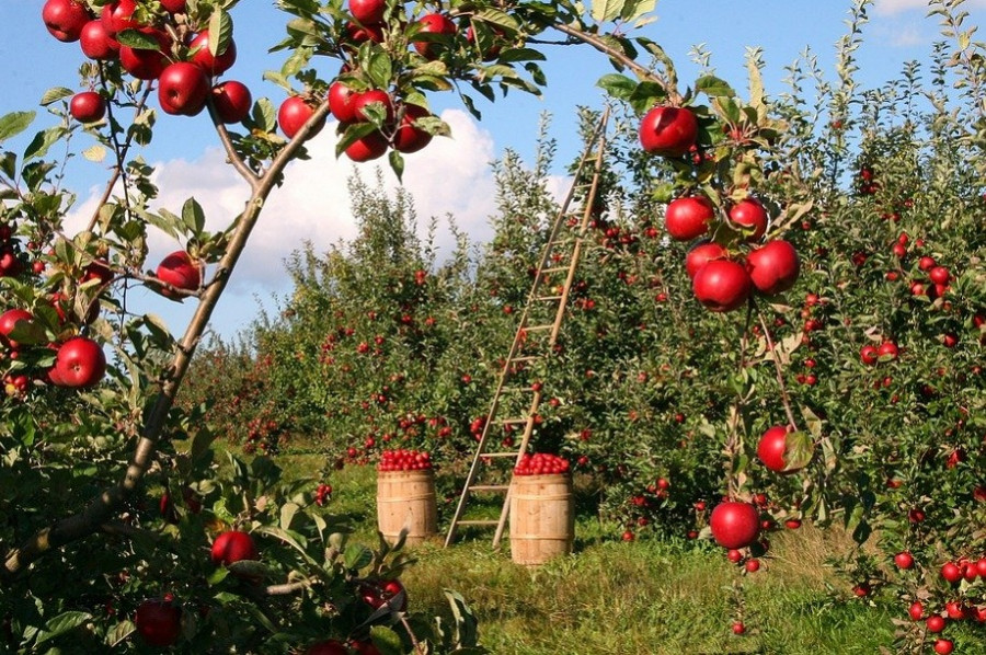 В садах Тамбовской области начался сбор ранних сортов яблок