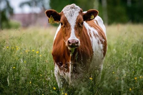 В Тамбовской области выявлена вспышка бруцеллёза крупного рогатого скота