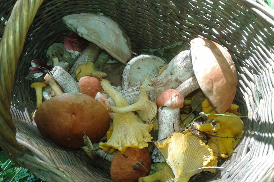 Опрос показал, какие грибы собирают тамбовчане осенью
