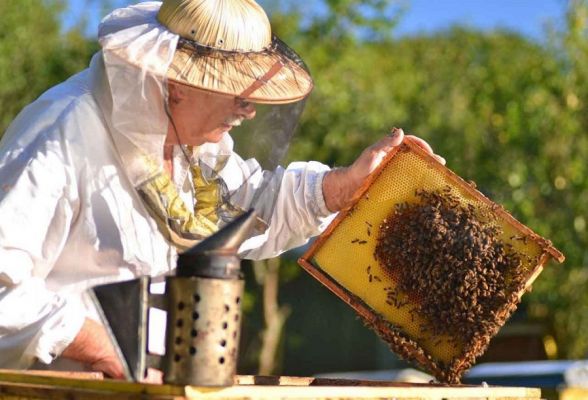 Депутаты облдумы хотят защитить пчеловодов на федеральном уровне