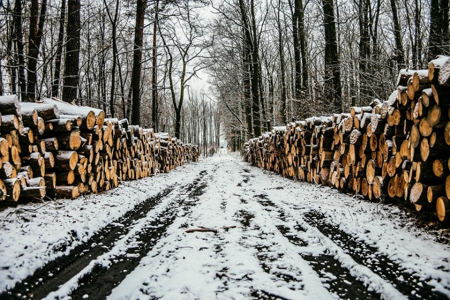 Трое директоров лесхозов Тамбовской области попали под следствие 