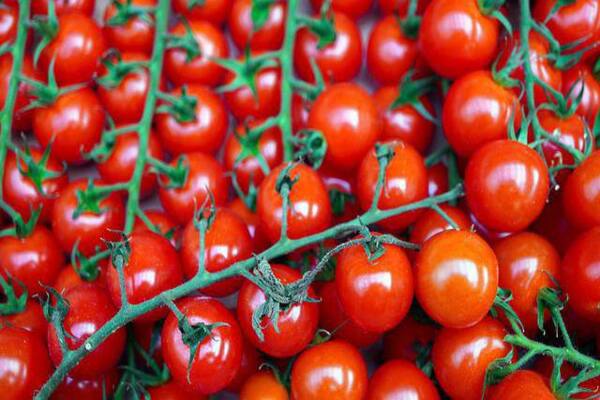 Россиянам рассказали, как проверить помидоры на нитраты