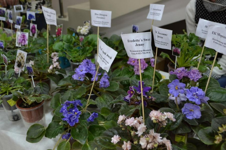 В Тамбове пройдёт весенняя выставка комнатных растений	