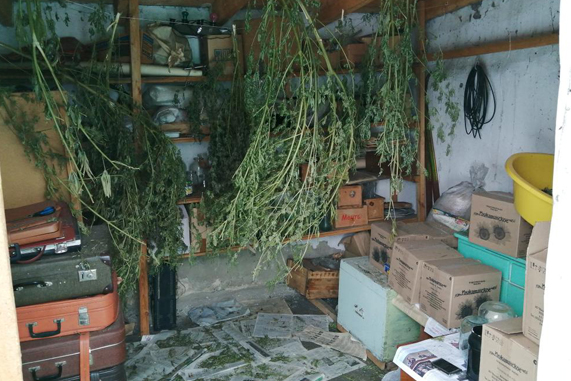 Жителю Умёта грозит до 10 лет тюрьмы за выращивание конопли