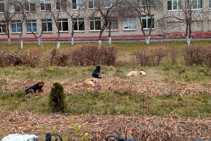 У школы на западе Тамбова отловили 10 бездомных собак