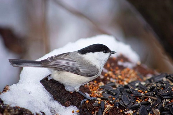 Тамбовчане могут принять участие в экологической акции "Покормите птиц зимой"