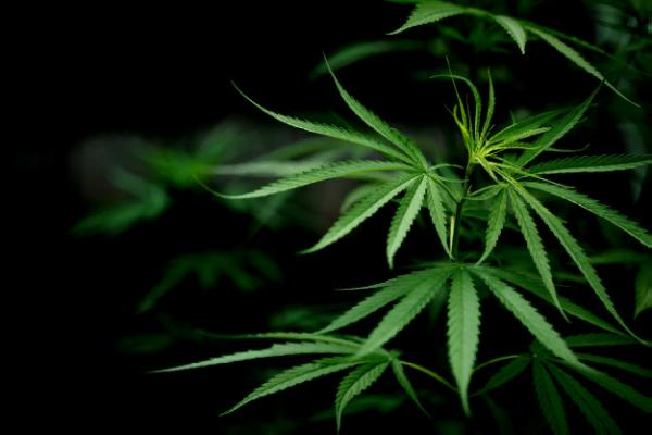 За хранение марихуаны тамбовчанину грозит до трёх лет лишения свободы