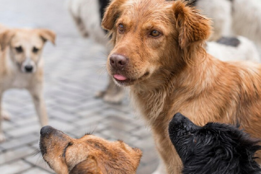 Ветеринар предупредила о рисках заражения при контакте с бездомными животными
