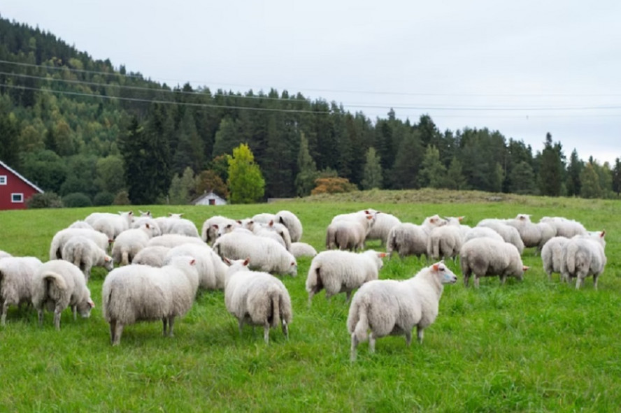 В Тамбовской области украли 37 овец