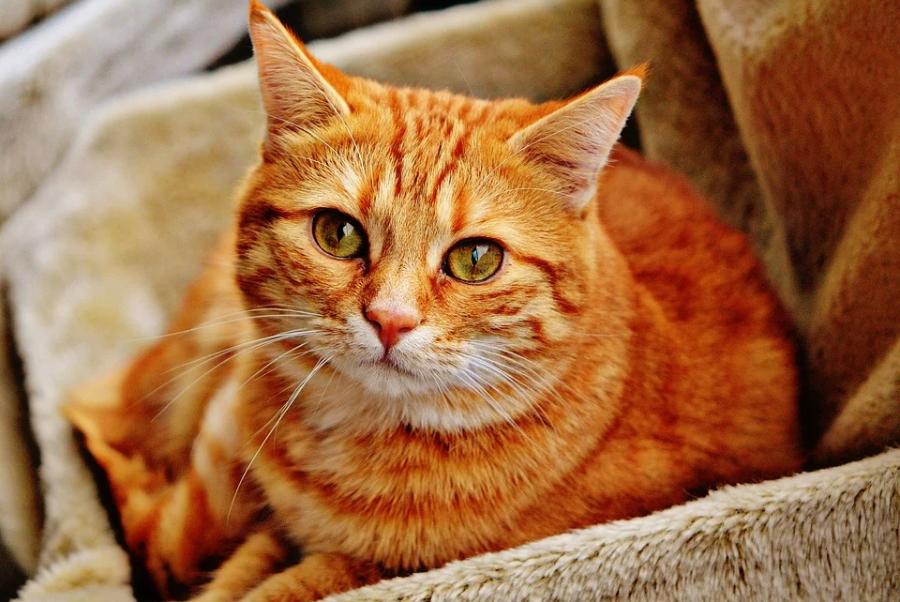 Тамбовчане признались, какие породы кошек они считают самыми красивыми