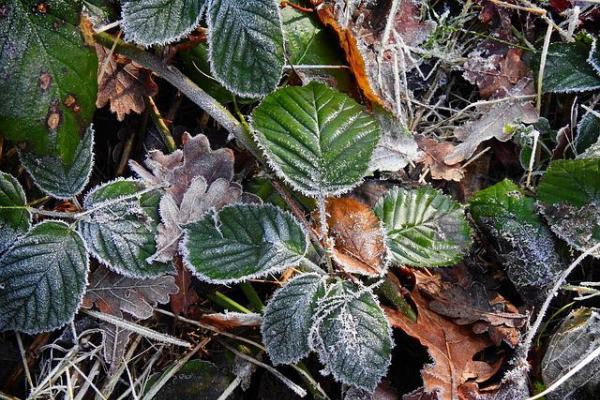 В Тамбовской области утром в пятницу ожидается мороз