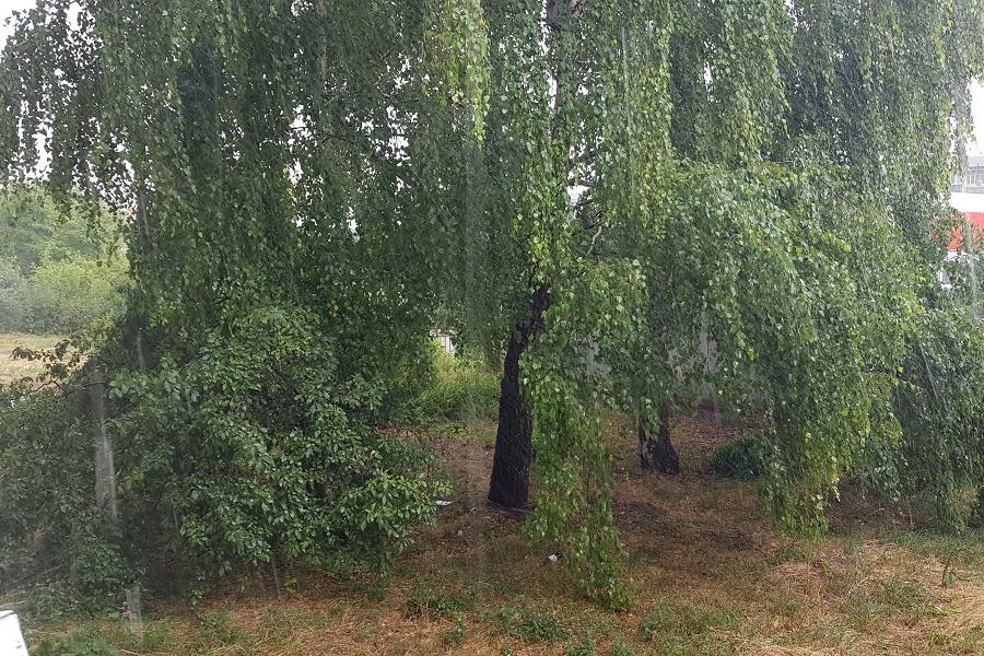 В Тамбовской области ожидаются ливни и гроза