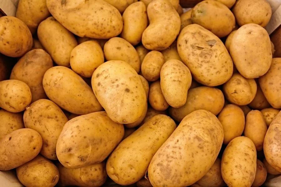 На тамбовских полях посадили 1,6 тысячи гектаров картофеля