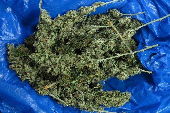 Тамбовчанина ждёт суд за сбыт марихуаны собственного производства