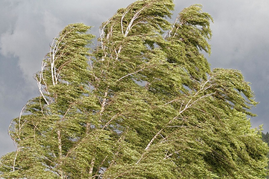 В Тамбовской области прогнозируются сильный ветер и грозы