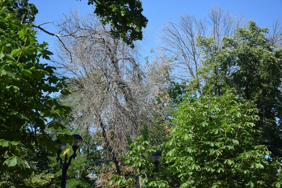 В парке культуры Тамбова массово вырубают деревья