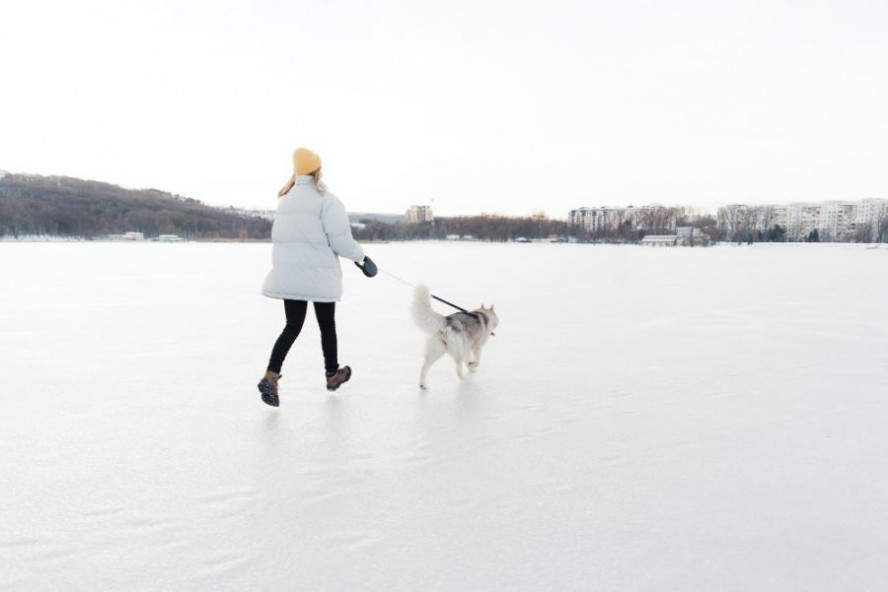 Кинолог перечислил правила выгула собак зимой у водоемов