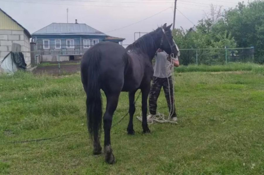 В Тамбовской области у фермера украли трех лошадей
