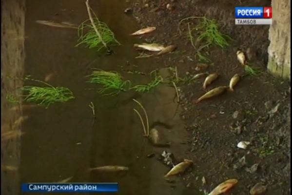 ООО "Тамбовский бекон" заплатит 5,5 млн рублей за массовую гибель рыбы