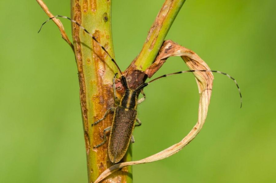 Впервые в лесах Тамбовской области установили ловушки для жуков-усачей