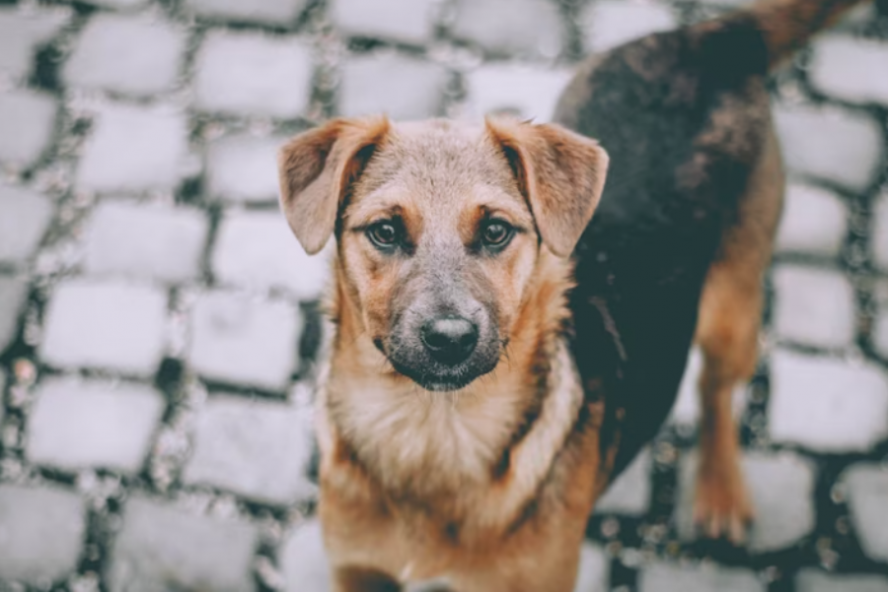 После вмешательства прокуратуры в Мучкапском районе занялись отловом бездомных собак