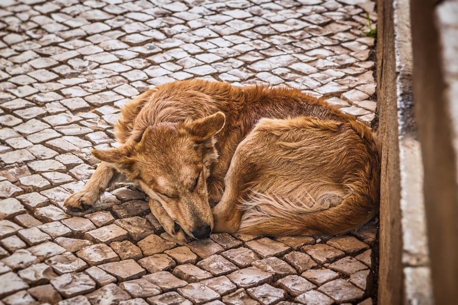 Волонтеры Тамбовской области помогут бездомным животным