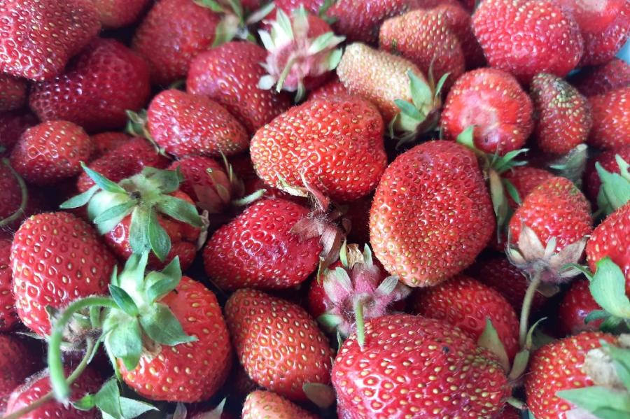 Врач рассказала об опасности при употреблении свежих фруктов и ягод