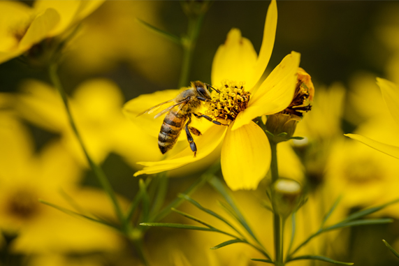 В Тамбовской области пытаются защитить пчёл от опасных химикатов