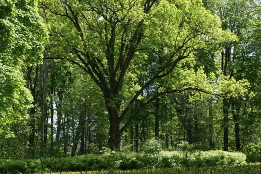 Тамбовчане могут поддержать Тургеневский дуб на международном конкурсе "Европейское дерево года"