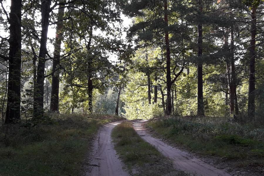 В управлении лесами Тамбовской области подвели итоги работы за 2020 год