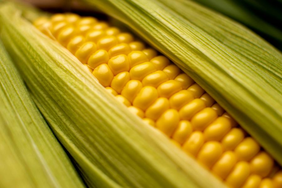 Врач рассказал о безопасной дневной норме употребления кукурузы
