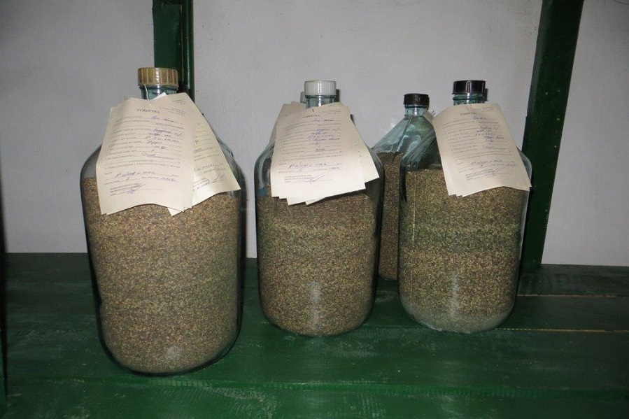 Тамбовские лесоводы заготовили 72,5 тонны семян сосны